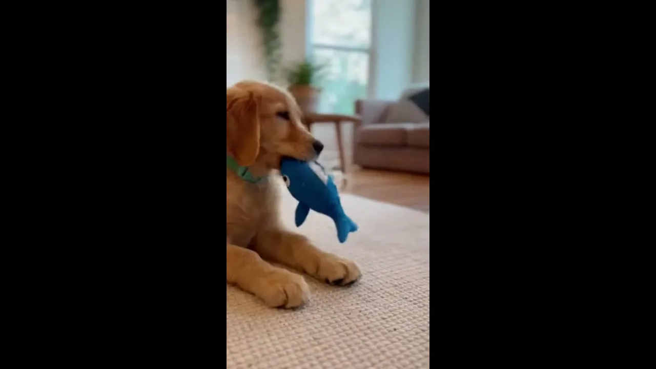 Free AI Cute Animals video with Sora 2 — Adorable animal moments that stop the scroll instantly.